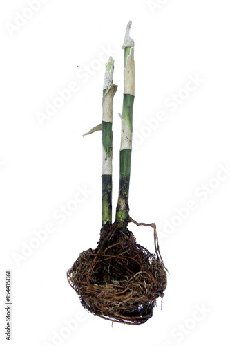 Dracaena sanderiana; Ribbon dracaena, tree roots. photo