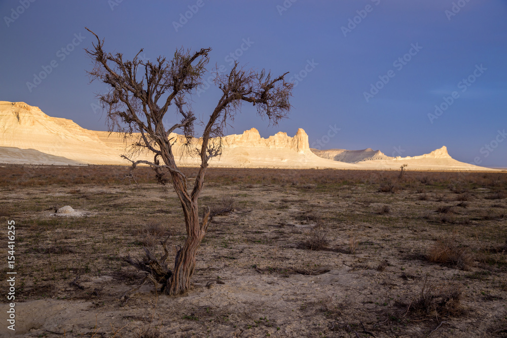 Dry saxaul in the desert on background of peaked white rocks, Boszhira canyon, plateau Ustyurt, Kazakhstan