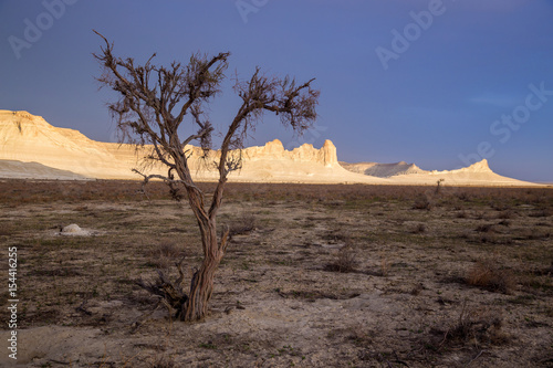 Dry saxaul in the desert on background of peaked white rocks, Boszhira canyon, plateau Ustyurt, Kazakhstan