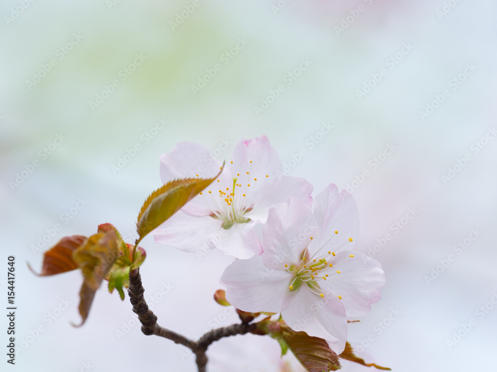 Obraz premium 桜