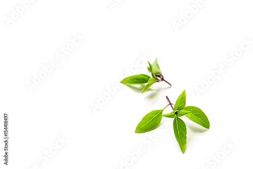 Fototapeta Naklejka Na Ścianę i Meble -  Fresh branch with leaves of organic thai basil isolated on a white background with focal blur