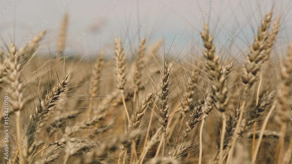 Golden wheat field ready to be harvested.Wheat spikes close up slow motion shot.Ears of wheat swaying in the breeze. Agriculture industry concept. Golden wheat field ready to be harvested.Wheat spikes close up slow motion shot.Ears of wheat swaying in the breeze. Agriculture industry concept.