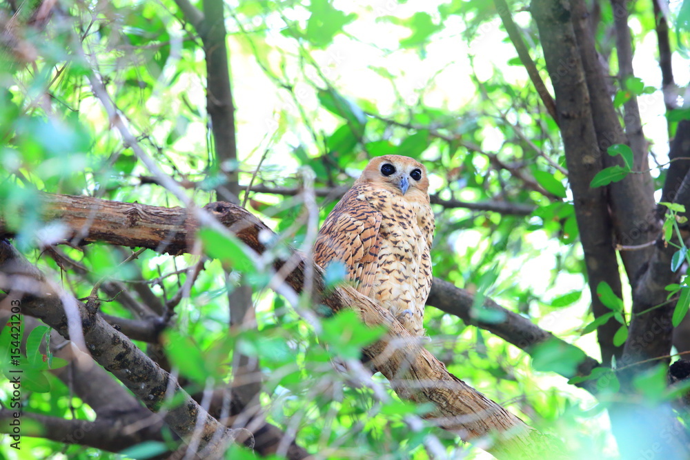 Pel's fishing owl (Scotopelia peli) in Zambia Pel's fishing owl (Scotopelia peli) in Zambia