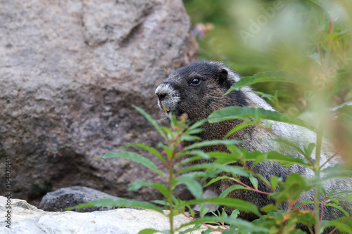 Hoary Marmot at Mount Rainier National Park Washington photo