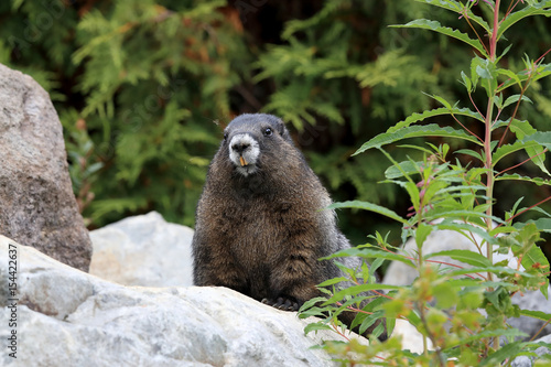 Hoary Marmot at Mount Rainier National Park Washington photo