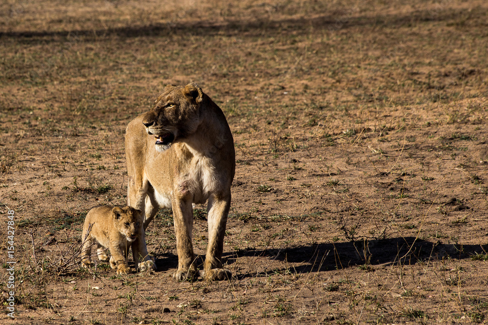 Lion Family, South Africa