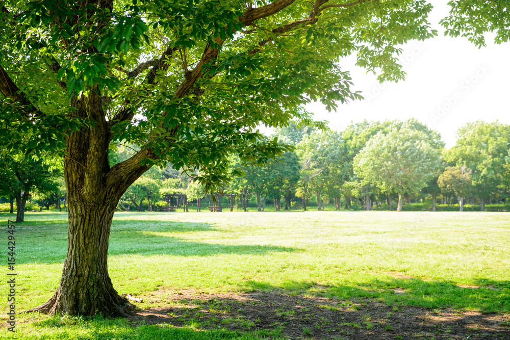 Fototapeta premium 公園の樹木