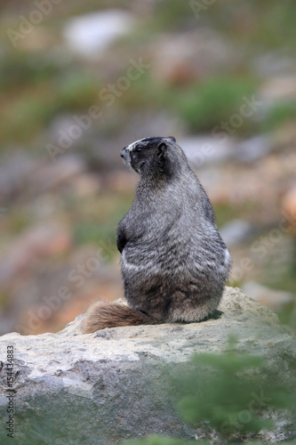 Hoary Marmot at Mount Rainier National Park Washington photo