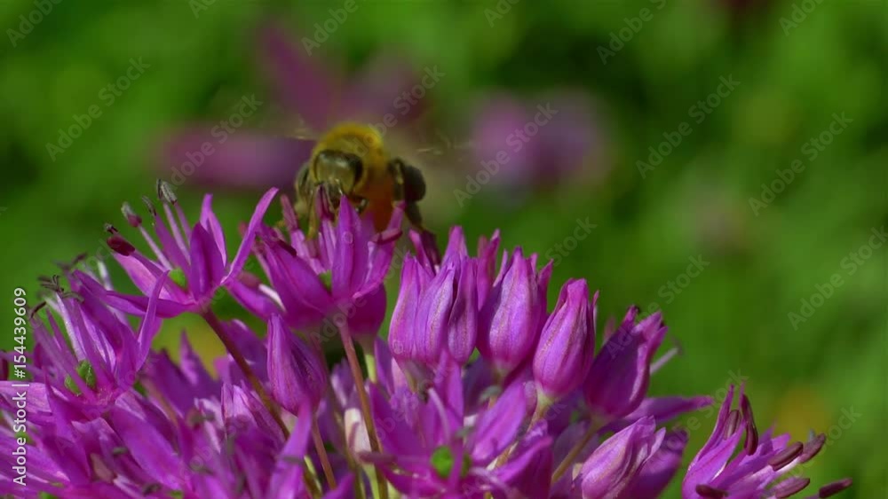 Bee on the flower slow motion. Bee on the flower slow motion.