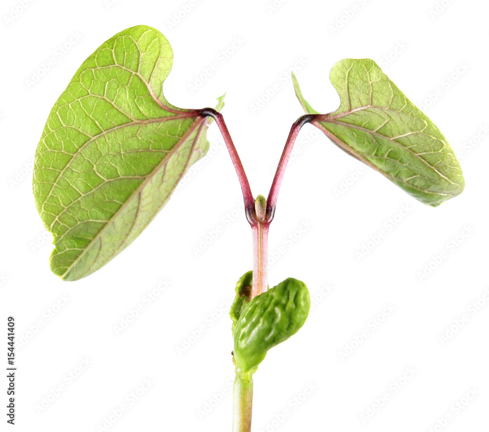 Obraz premium Seedling of Hyacinth Bean (Dolichos lablab) isolated on white background