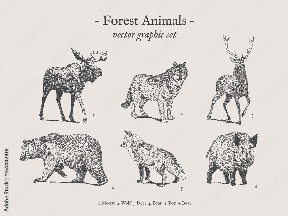 Vettoriale Stock Forest animals drawings set on grey background with moose,  wolf, deer, bear, fox, boar | Adobe Stock