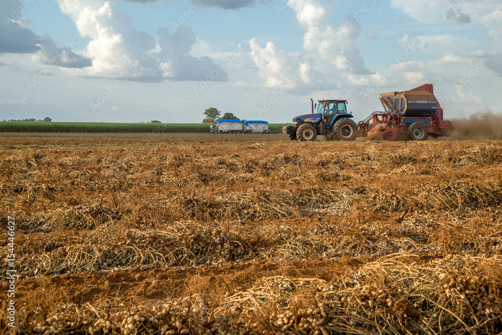 Obraz premium Amendoim