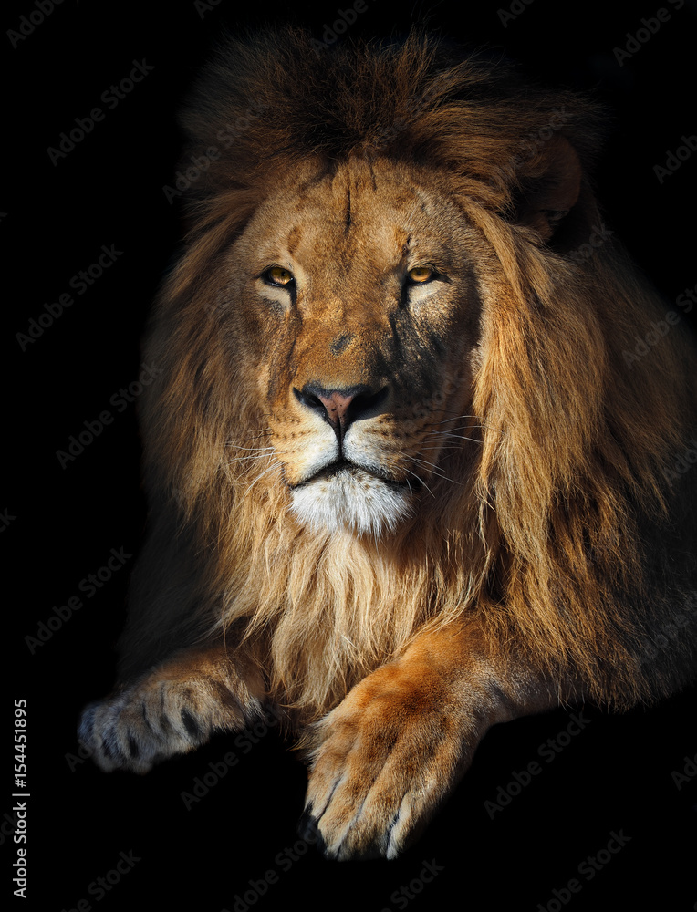 Lion geat king portrait at the sun isolated