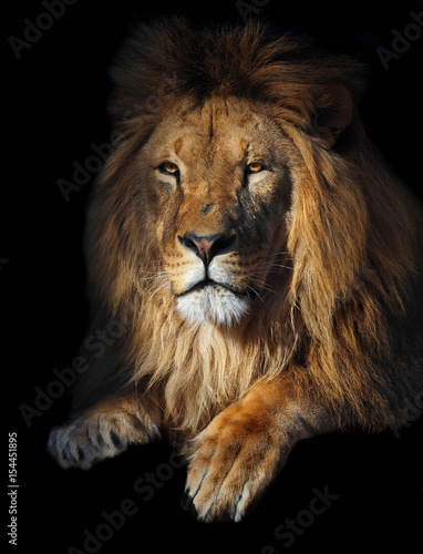 Fototapeta Naklejka Na Ścianę i Meble -  Lion geat king portrait at the sun isolated