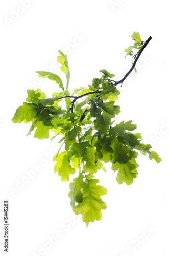 Oak branch with leaves on white isolated background