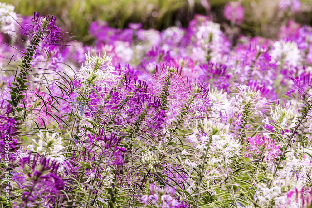 Obraz premium Beautiful flowers in agriculture. relaxing feel.