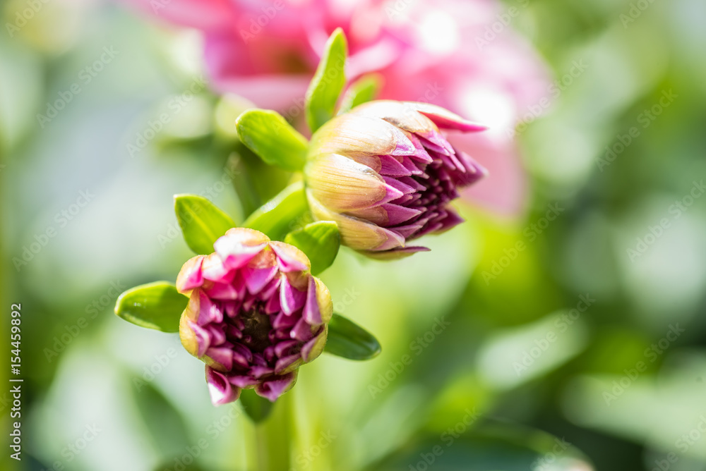 Fototapeta premium pink dahlia buds starting to bloom in spring