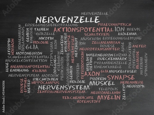 Nervenzelle photo