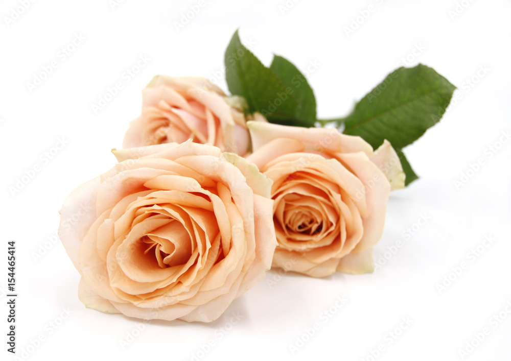 Roses / flower with leaves - Salmon pastel color - Background isolated white Roses / flower with leaves - Salmon pastel color - Background isolated white