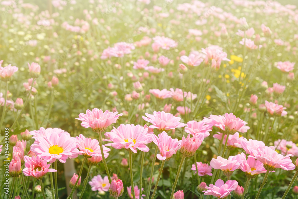 pink daisy flower's farm with warm sunlight background
