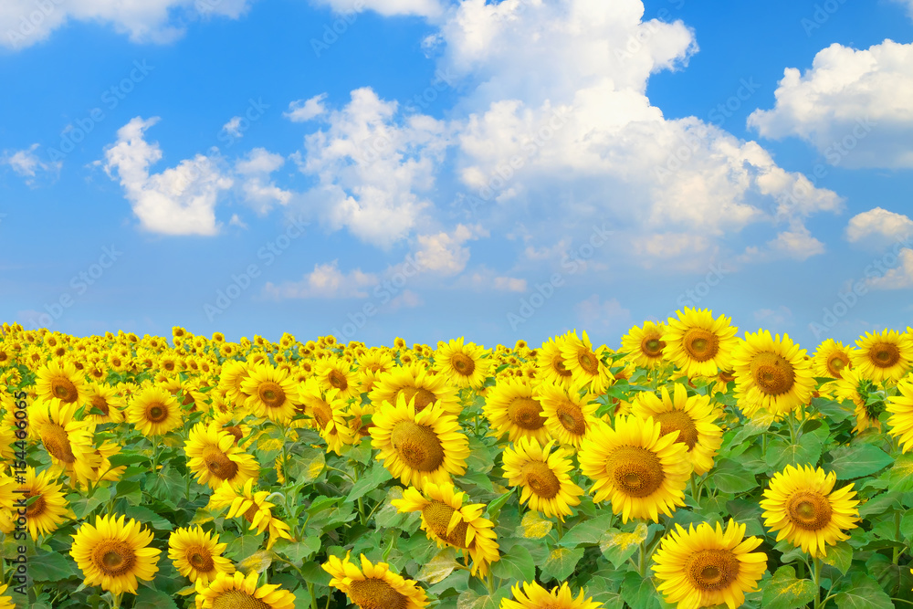 Fototapeta premium beautiful vibrance sunflowers farm with blue sky and cloud background