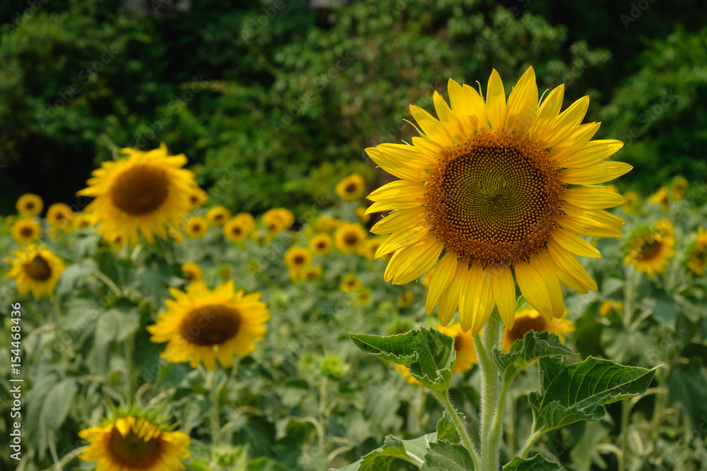 Sunflowers blossom in the fields with in the light and sunny. Sunflowers blossom in the fields with in the light and sunny.