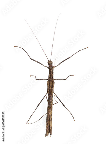 Walking stick Insect male and female isolate on white background ,Thailand