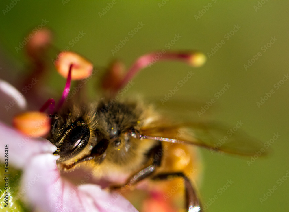 Bee's eye Bee's eye