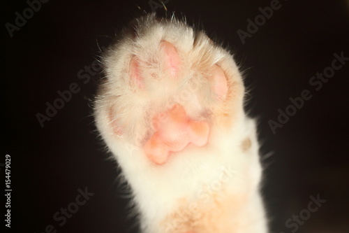 Cat paw