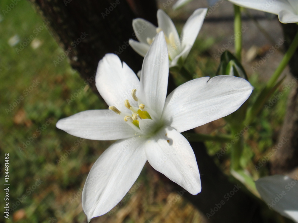 Milchstern weiss blume frühling natur pflanze garten blühen flora aufblühen  schönheit makro nahaufnahme Stock Photo | Adobe Stock