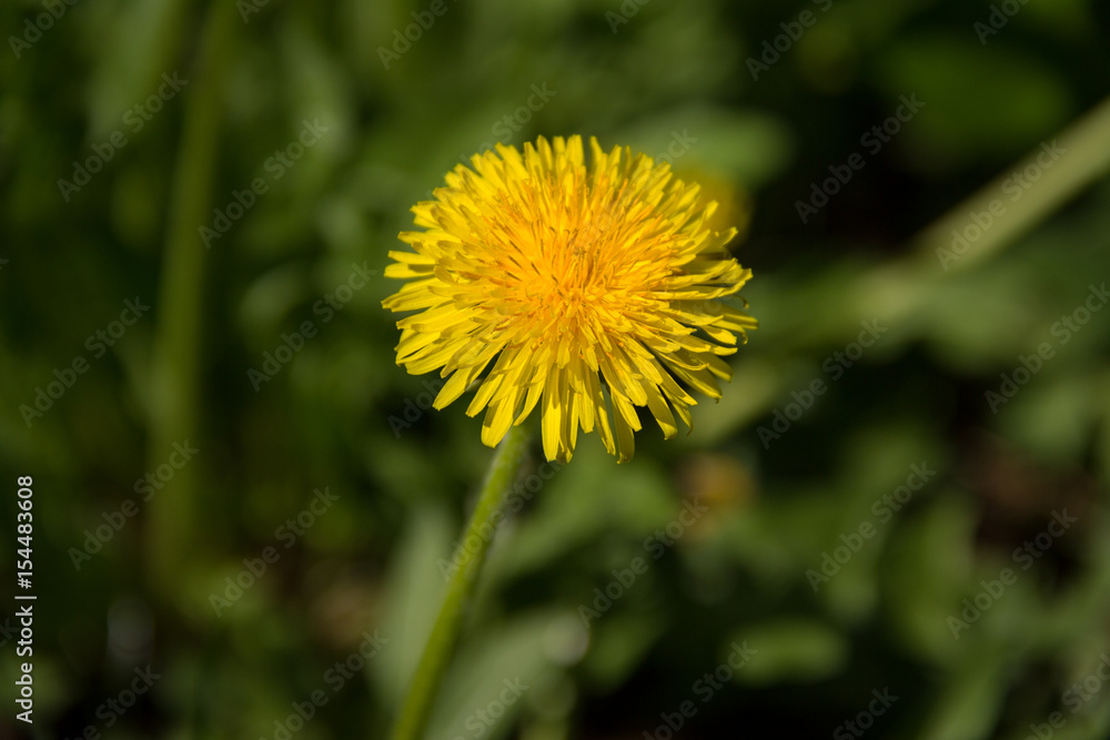 Macro photo of an yellow dandelion on natural background Macro photo of an yellow dandelion on natural background
