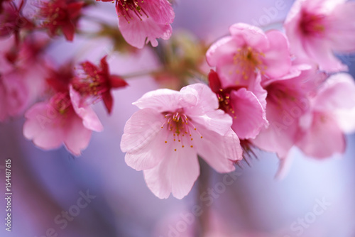 桜１ © 相秋 陳