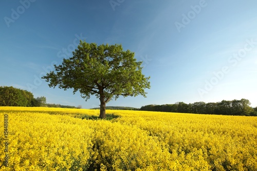 Oak tree in the field of blooming rape