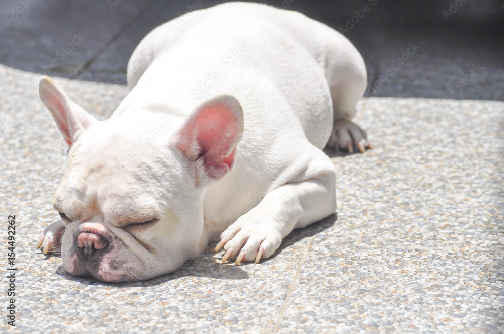 lie down French bulldog or sleeping dog