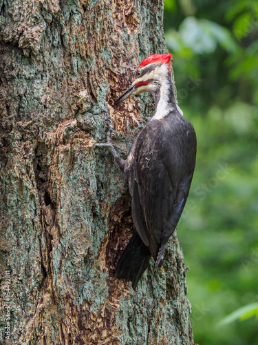 The pileated woodpecker (Dryocopus pileatus) is pecking at the tree