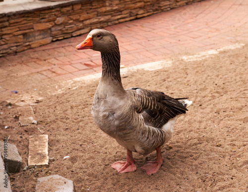 Domestic Goose in Zoo