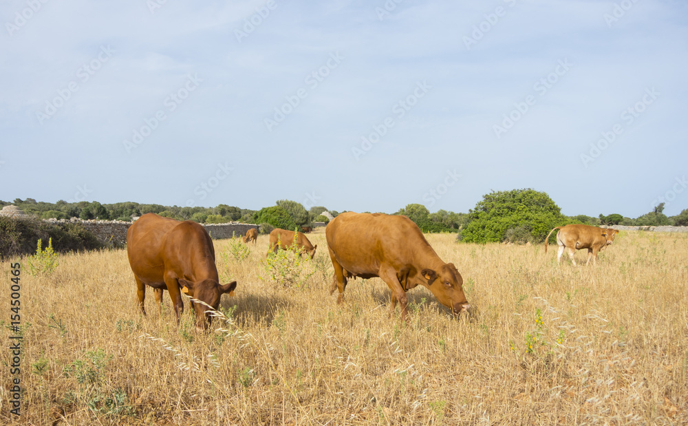 Menorca, Spain, the outback between rock pyramids and grazing cows