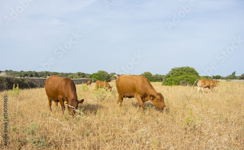 Menorca, Spain, the outback between rock pyramids and grazing cows © Matteo Ceruti
