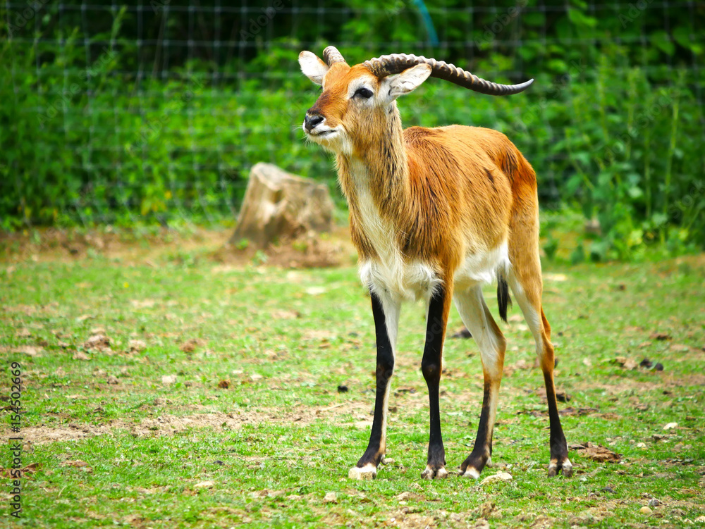antilope antilope