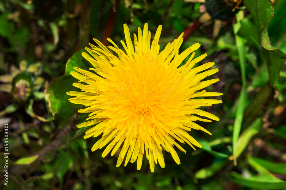 Yellow flower dandelion on the background of the earth, spring landscape Yellow flower dandelion on the background of the earth, spring landscape