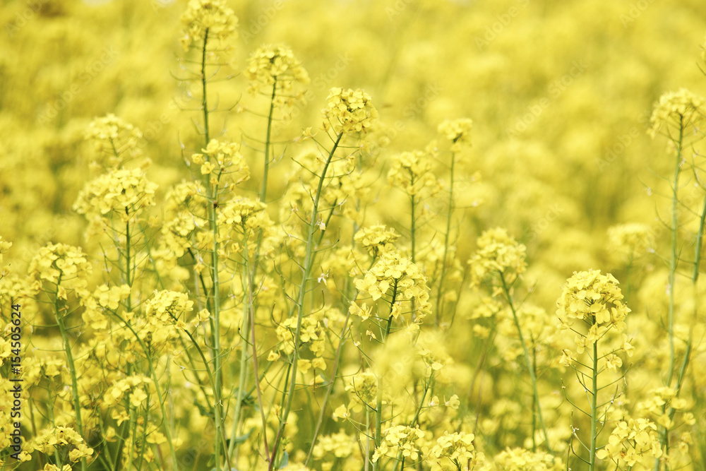 Fototapeta premium A yellow bird sits on a canola of rape in a field