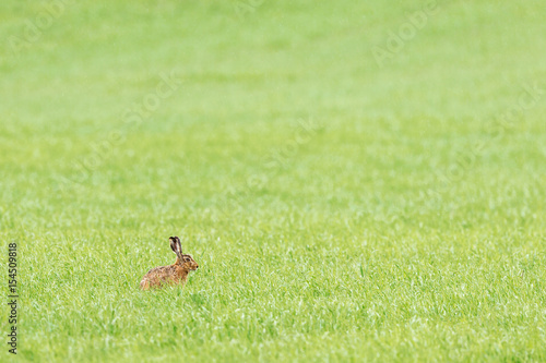 Hare sitting on meadow © Lars Johansson