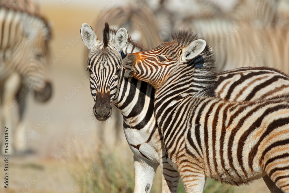 Plains zebra (Equus burchelli) interaction, Etosha National Park, Namibia. Plains zebra (Equus burchelli) interaction, Etosha National Park, Namibia.