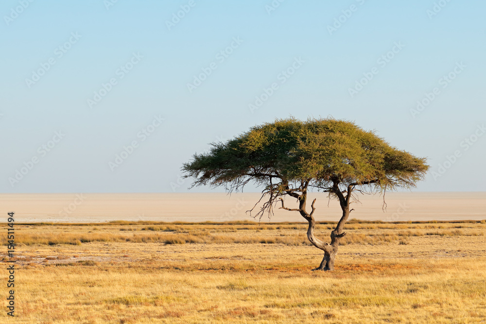 Obraz premium Landscape with a thorn tree and grassland, Etosha National Park, Namibia.
