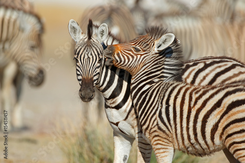 Plains zebra  Equus burchelli  interaction  Etosha National Park  Namibia.