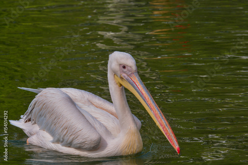 Pelikane im Park