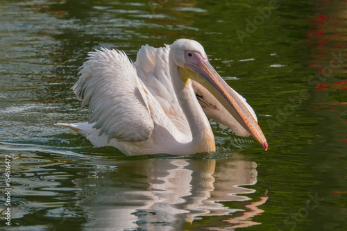 Pelikane im Park