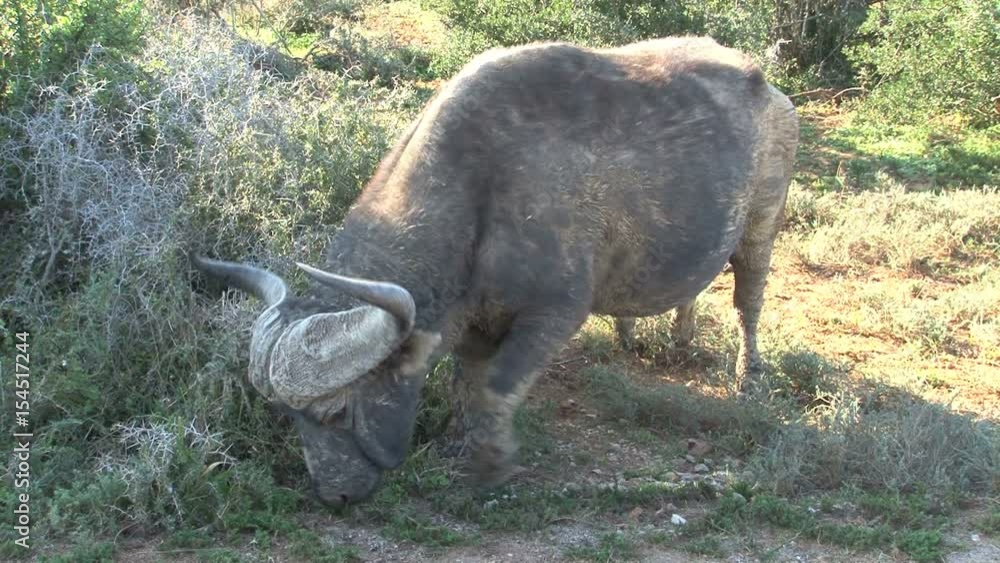 Buffalo eating grass