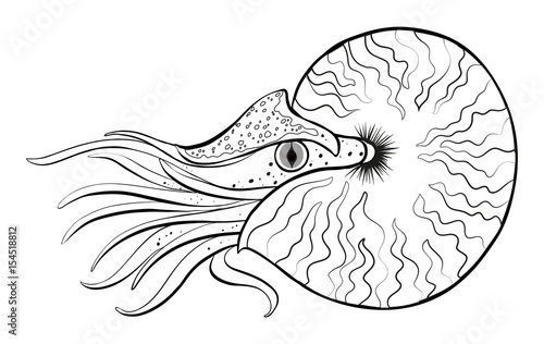 Doodle animal for nautilus