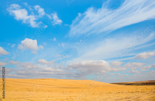 Harvested yellow wheat field and blue sky with clouds